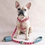 French bulldog in a floral dog harness in the Rose Garden pattern with the matching webbing leash and a leather bag holder