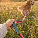 Golden retriever running in a meadow on a Summer Waves woven webbing long line held by its leather handle