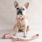French bulldog in a Blush pink leather harness with a matching pink leash and bag holder