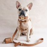 French bulldog in a matching Caramel leather harness and collar with the engraved buckle, leash and bag holder