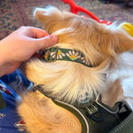 Personalized puppy collar