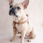 Personalized Leather Dog Harness