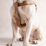 Personalized Leather Dog Harness, handcrafted to order