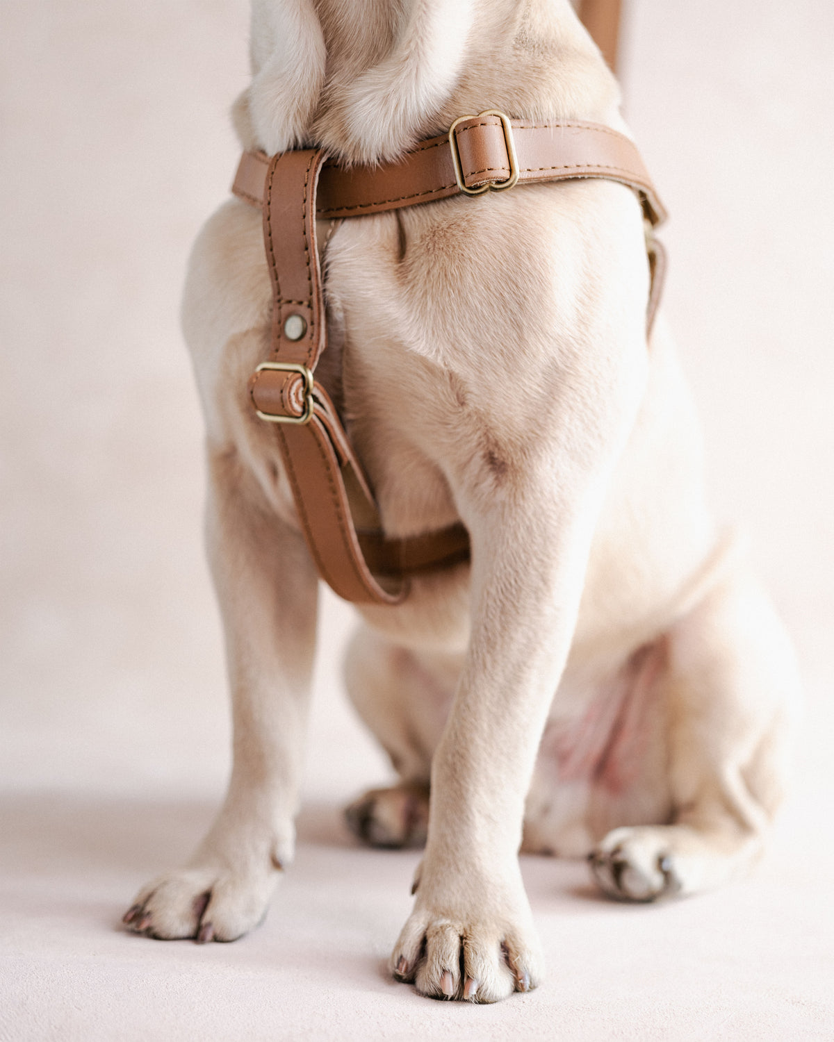 Personalized Leather Dog Harness, handcrafted to order