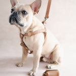 Personalized Leather Dog Harness with hand-finished detailing