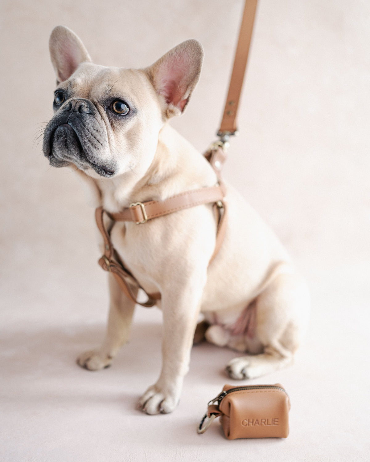 Personalized Leather Dog Harness with hand-finished detailing