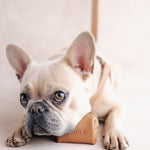 Personalized Leather Dog Harness with engraved initials