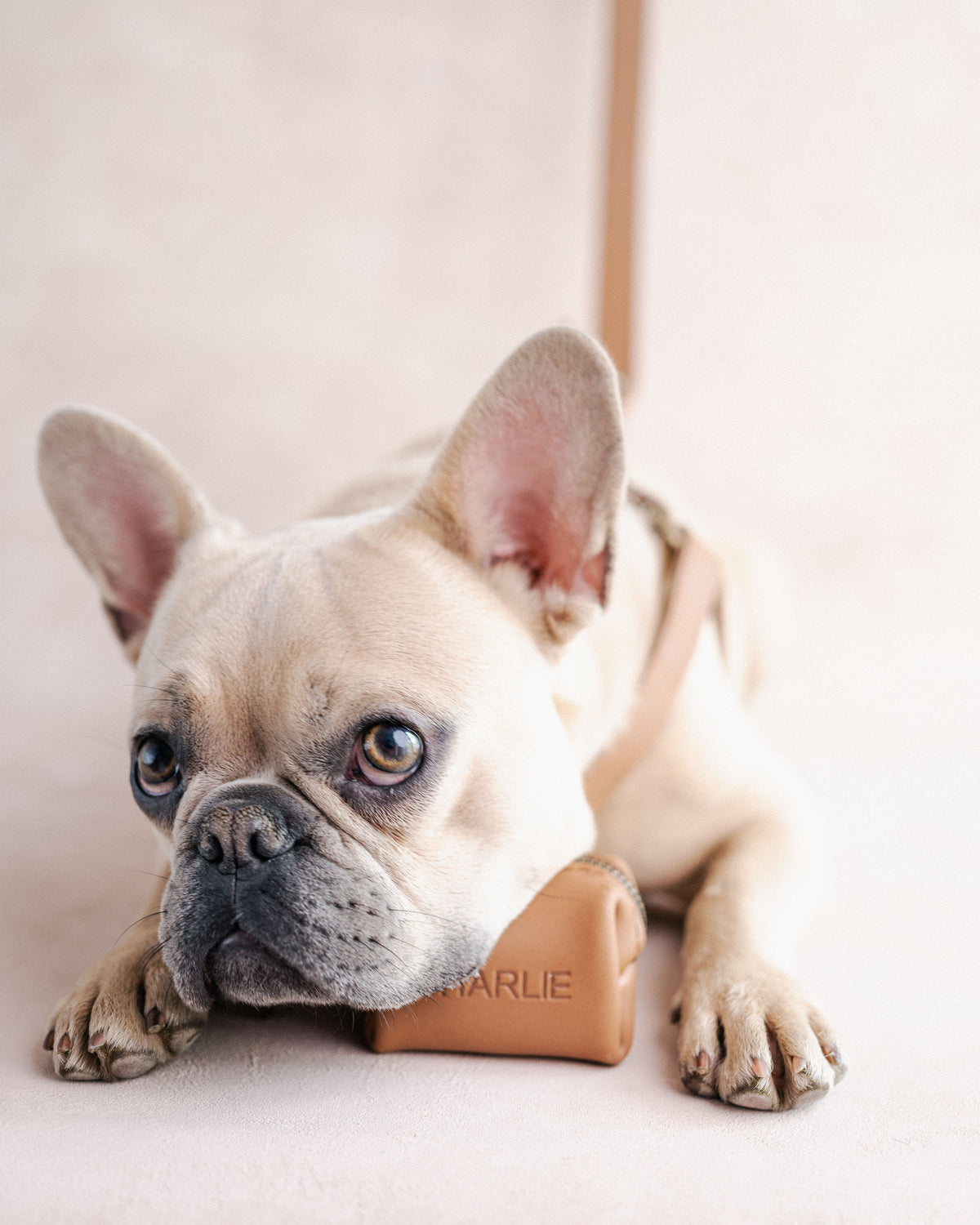 Personalized Leather Dog Harness with engraved initials