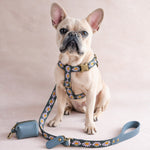 French bulldog in a floral dog harness with lilac daisies on forest green and the matching webbing leash
