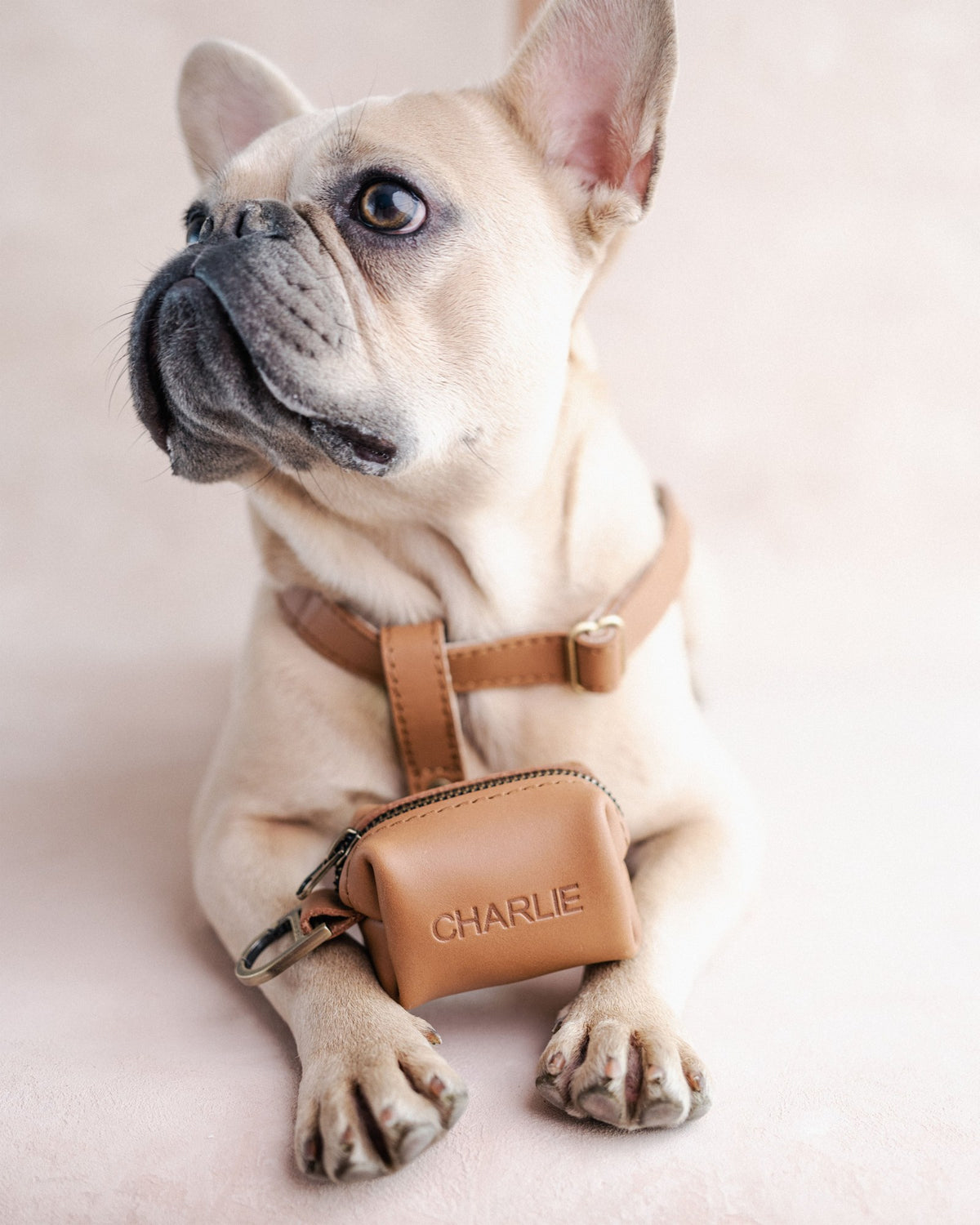 Matching leather poop-bag holder with the dog's name, from the harness and leash set