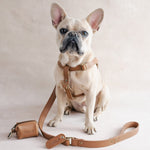 French bulldog in a Caramel leather dog harness with the matching leash and poop-bag holder