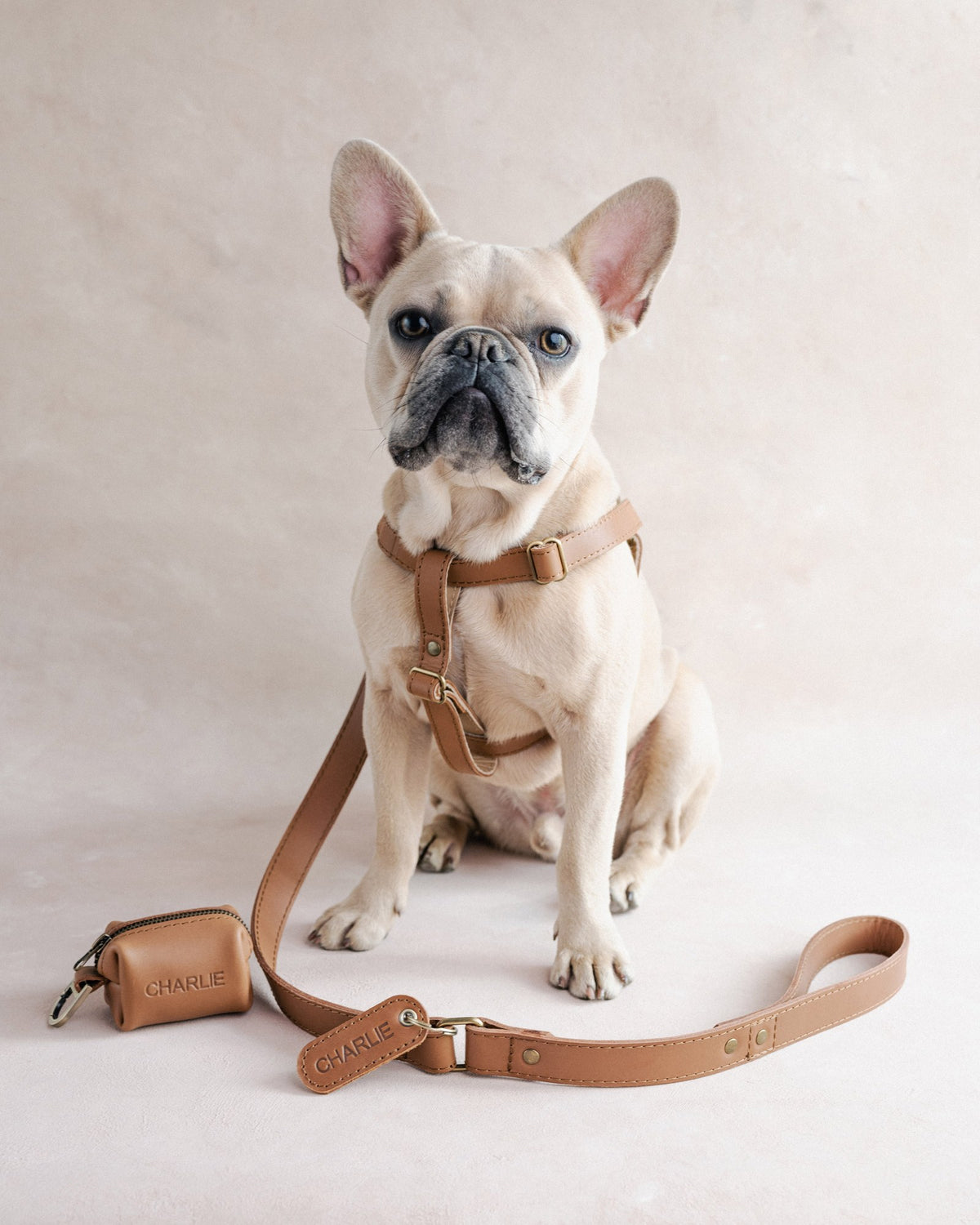French bulldog in a Caramel leather dog harness with the matching leash and poop-bag holder