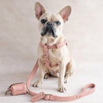 French bulldog in a Blush pink leather harness with the matching pink leash and bag holder