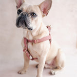French bulldog in a pink leather dog harness in Parisian Blossom