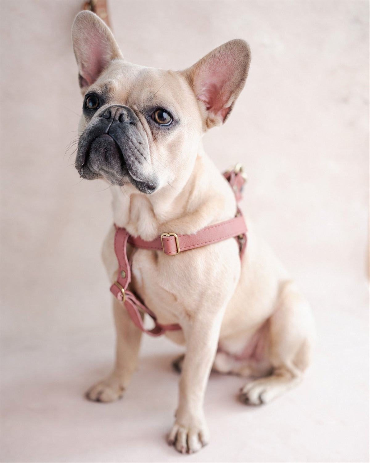 French bulldog in a pink leather dog harness in Parisian Blossom