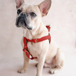 French bulldog in a red leather dog harness in Poppy Red