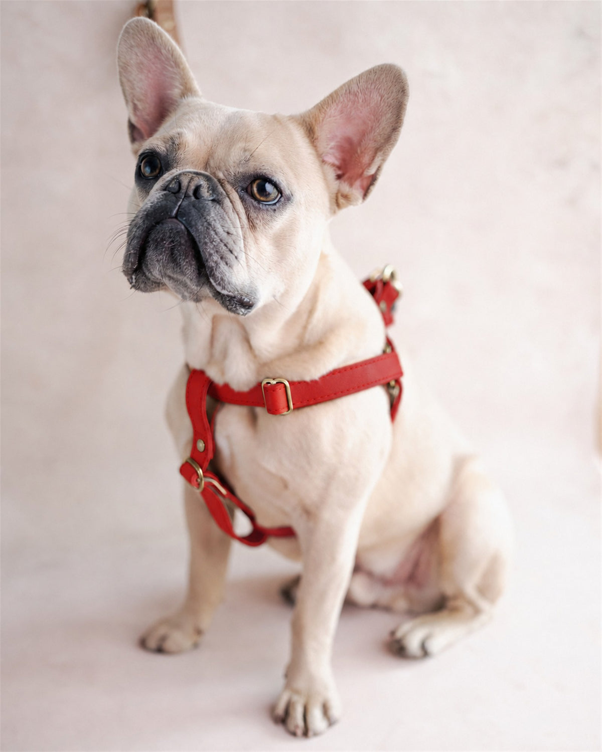 French bulldog in a red leather dog harness in Poppy Red