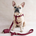 French bulldog in a Sangria burgundy leather harness with a matching leash and bag holder engraved Charlie