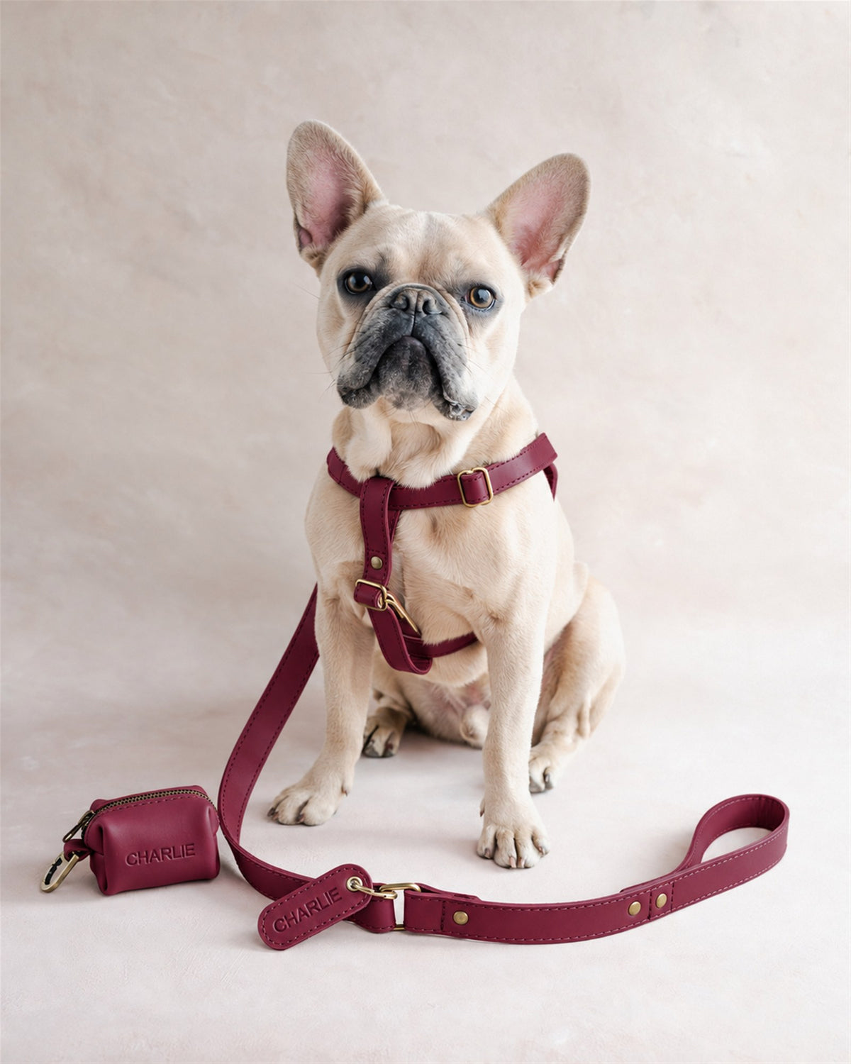 French bulldog in a Sangria burgundy leather harness with a matching leash and bag holder engraved Charlie