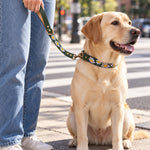 Labrador sitting at a crosswalk on a short Lilac Daisy webbing traffic leash and matching collar