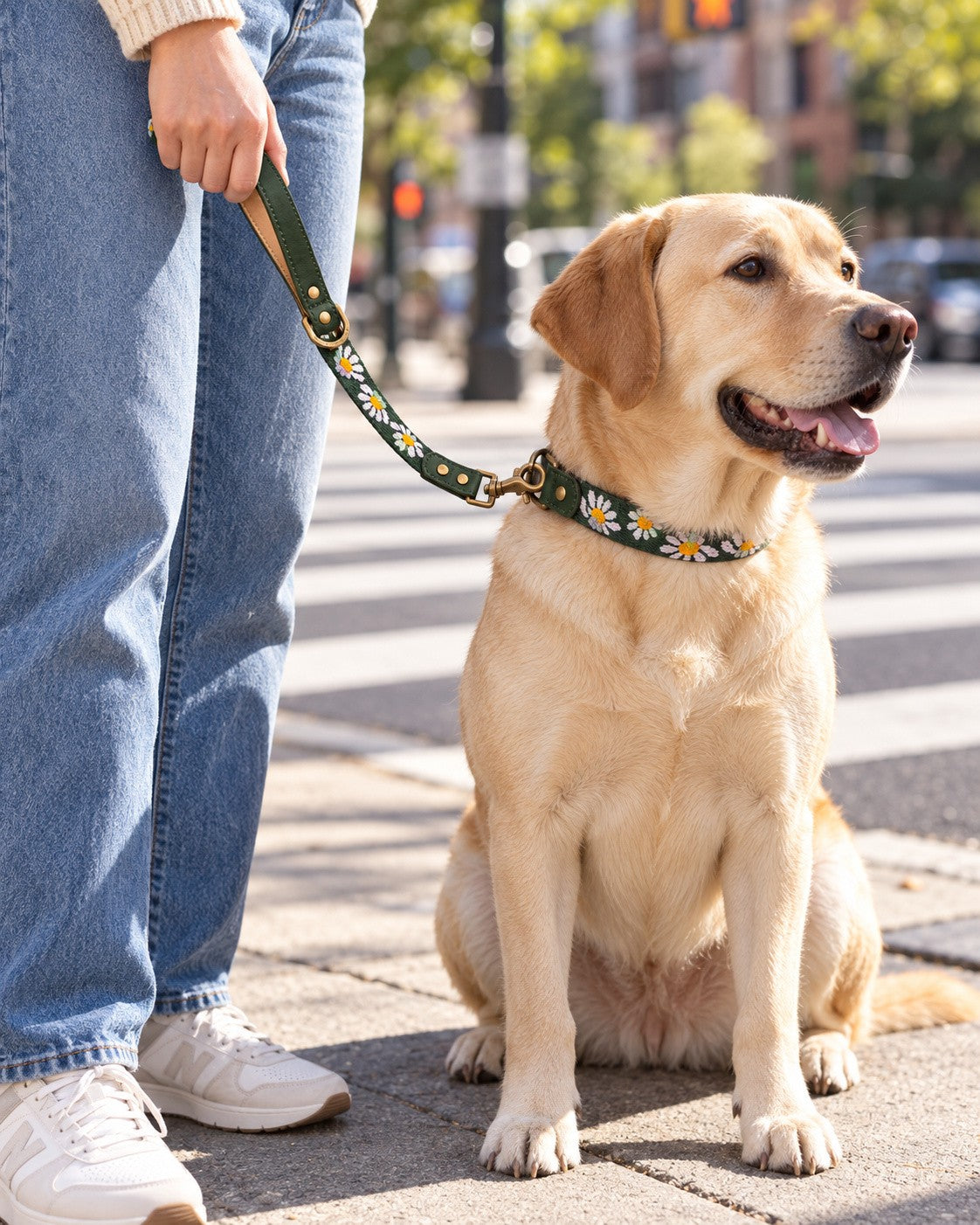 Labrador sitting at a crosswalk on a short Lilac Daisy webbing traffic leash and matching collar