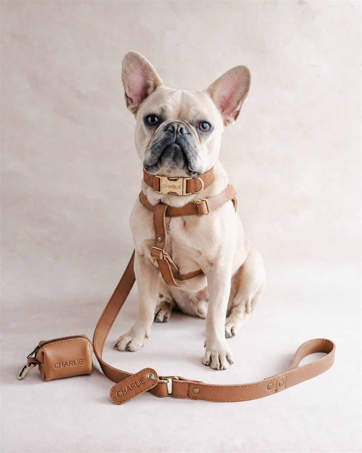 French bulldog in a matching Caramel leather harness and collar with the engraved buckle, leash and bag holder